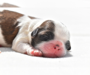 Shih Tzu Puppy for sale in PALM COAST, FL, USA