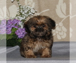 Small Photo #1 Shih Tzu Puppy For Sale in RISING SUN, MD, USA