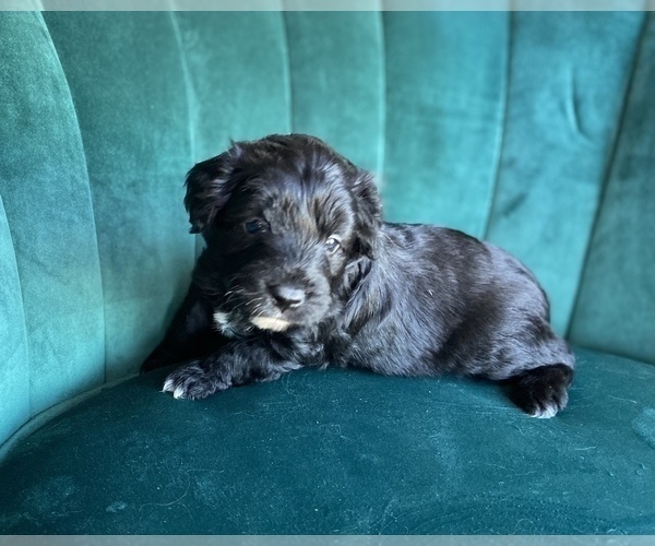 Medium Photo #4 Aussiedoodle Miniature  Puppy For Sale in PURDON, TX, USA