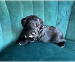 Small Photo #4 Aussiedoodle Miniature  Puppy For Sale in PURDON, TX, USA