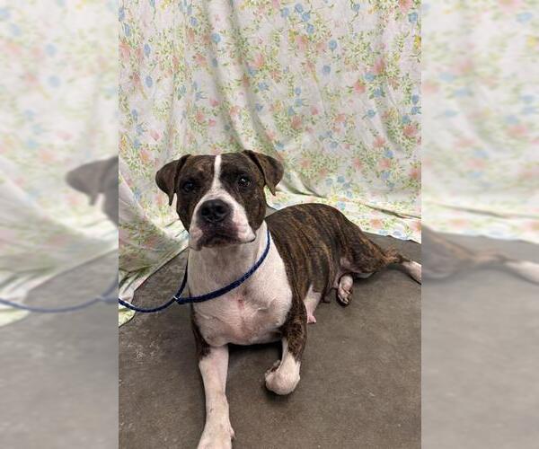 Medium Photo #1 Boxer-Staffordshire Bull Terrier Mix Puppy For Sale in Rosenberg, TX, USA