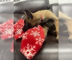 Small Photo #27 Belgian Malinois Puppy For Sale in REESEVILLE, WI, USA