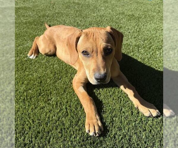 Medium Photo #2 Labrador Retriever-Unknown Mix Puppy For Sale in San Diego, CA, USA
