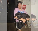 Puppy Puppy 2 Cane Corso
