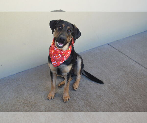 Medium Photo #1 German Shepherd Dog-Unknown Mix Puppy For Sale in McKinney, TX, USA
