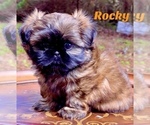 Image preview for Ad Listing. Nickname: Rocky