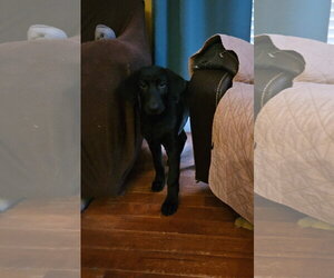 Labrador Retriever Dogs for adoption in Tracy City, TN, USA