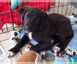 Golden Pyrenees Dogs for adoption in House Springs, MO, USA