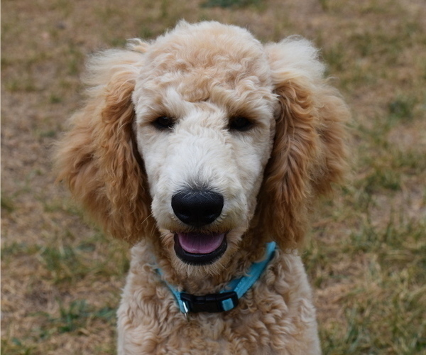 Medium Photo #1 Poodle (Standard) Puppy For Sale in MONTELLO, WI, USA