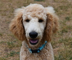 Small Photo #1 Poodle (Standard) Puppy For Sale in MONTELLO, WI, USA