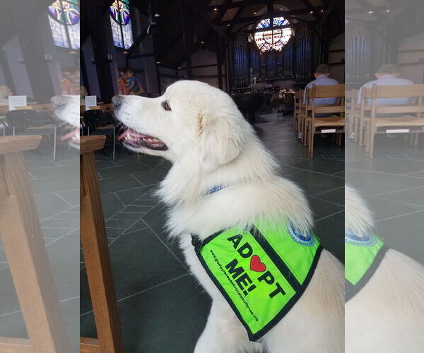 Medium Photo #12 Great Pyrenees-Unknown Mix Puppy For Sale in Houston, TX, USA