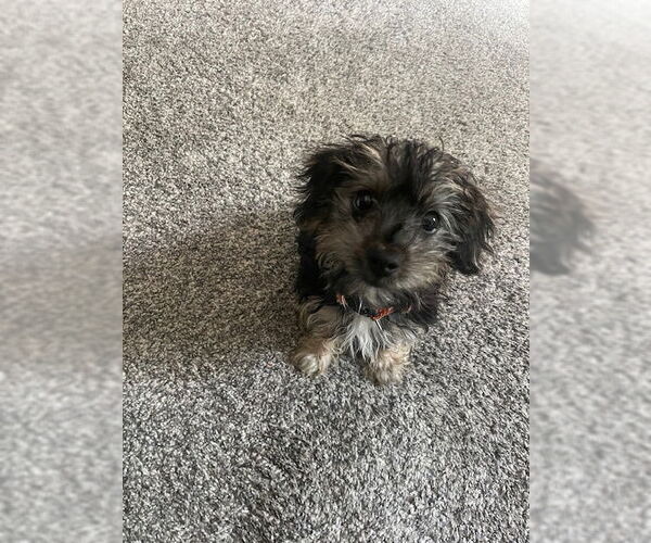 Medium Photo #3 Havanese Puppy For Sale in Brooklyn Center, MN, USA