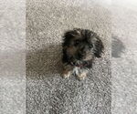 Small #2 Havanese