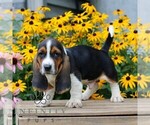 Small #2 Basset Hound