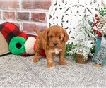 Small #13 Cavapoo (Miniature)