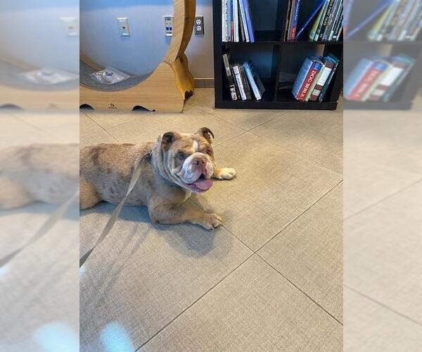 Medium Photo #1 Bulldog Puppy For Sale in Rancho Cucamonga, CA, USA