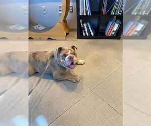Bulldog Dogs for adoption in Rancho Cucamonga, CA, USA