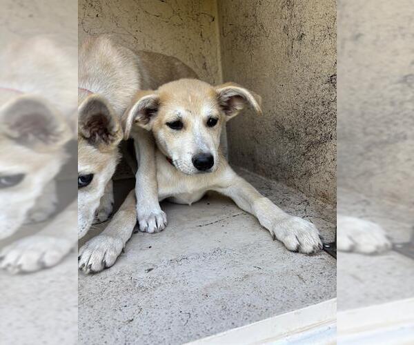 Medium Photo #1 Siberian Husky-Unknown Mix Puppy For Sale in Oklahoma City, OK, USA