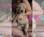 Small Photo #8 Goldendoodle Puppy For Sale in PERRYSVILLE, OH, USA