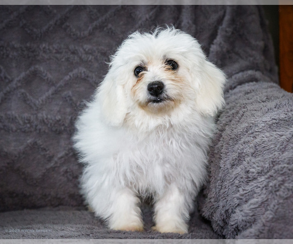 Medium Photo #19 Bichon Frise Puppy For Sale in WAKARUSA, IN, USA
