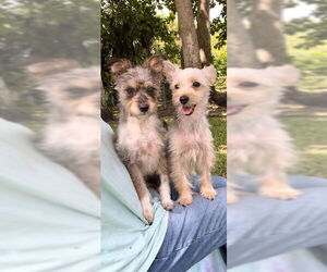 Poodle (Toy)-Unknown Mix Dogs for adoption in Weston, FL, USA