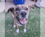 Small #18 American Pit Bull Terrier Mix
