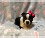 Small Photo #4 Boston Terrier Puppy For Sale in LAKELAND, FL, USA