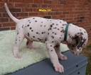 Small Photo #19 Dalmatian Puppy For Sale in ELKMONT, AL, USA