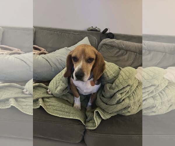 Medium Photo #7 Beagle Puppy For Sale in Sheboygan, WI, USA