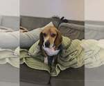 Small #6 Beagle