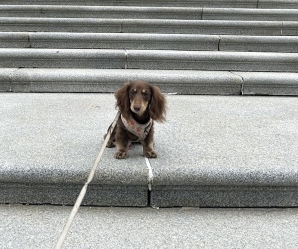 Medium Photo #1 Dachshund Puppy For Sale in Edmonton, Alberta, Canada