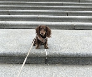 Dachshund Puppy for sale in Edmonton, Alberta, Canada