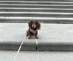Small Dachshund