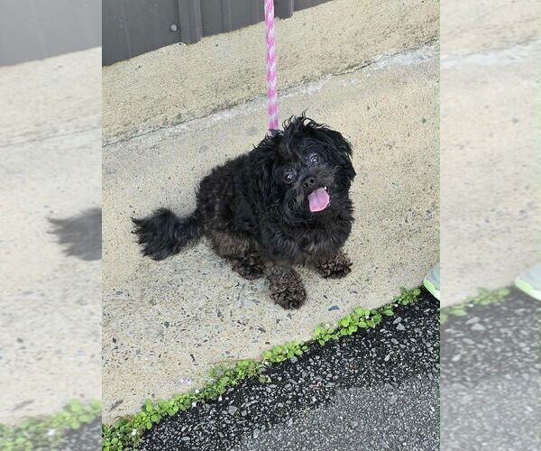Medium Photo #3 Poodle (Miniature)-Unknown Mix Puppy For Sale in Boston, MA, USA