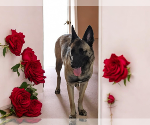 Mutt Dogs for adoption in Orange Grove, TX, USA