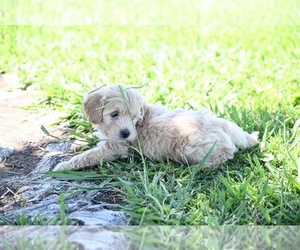 Goldendoodle (Miniature) Puppy for sale in GALT, CA, USA