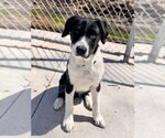 Small #3 Beagle Mix