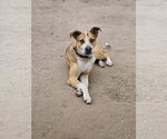 Small #2 Mutt