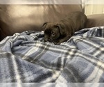 Small Photo #67 American Bully Puppy For Sale in REESEVILLE, WI, USA