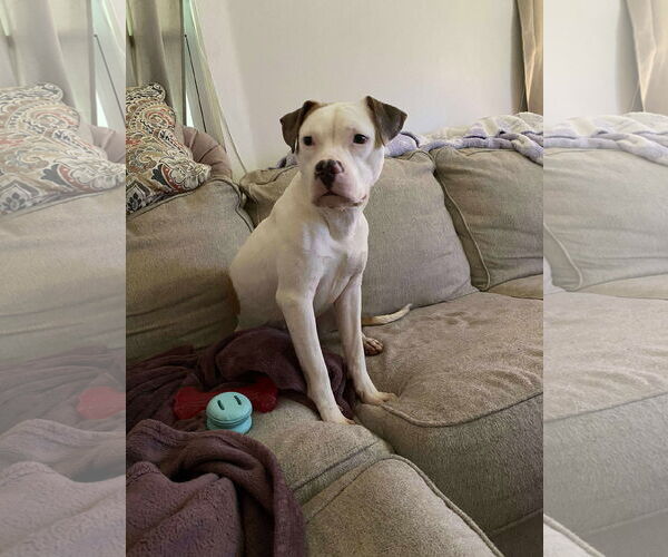 Medium Photo #3 American Pit Bull Terrier-Unknown Mix Puppy For Sale in Germantown, OH, USA