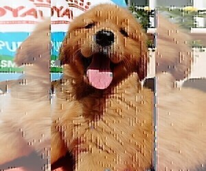 Golden Retriever Puppy for sale in SANTA ANA, CA, USA