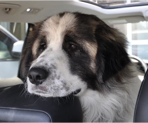 Medium Photo #1 Great Pyrenees-Unknown Mix Puppy For Sale in Brooklyn, NY, USA