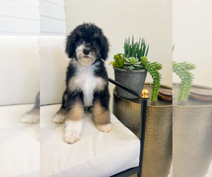 Bernedoodle Puppy for sale in PEORIA, AZ, USA