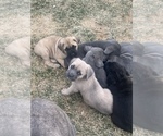Small Photo #39 Cane Corso Puppy For Sale in BELGRADE, MT, USA