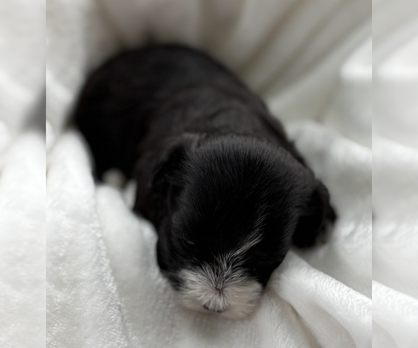 Medium Photo #3 Morkie Puppy For Sale in ROCK STREAM, NY, USA
