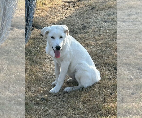 Medium Photo #3 Great Pyrenees Puppy For Sale in Dallas, TX, USA