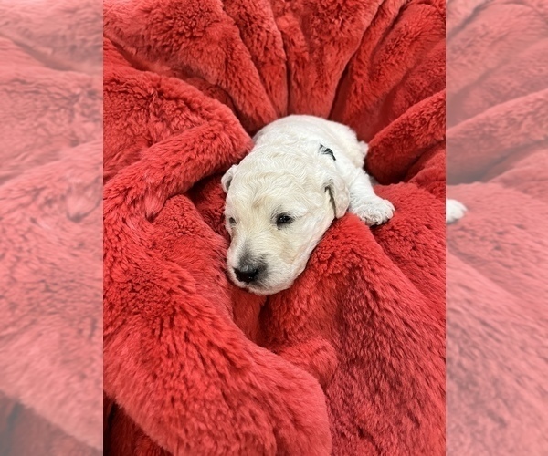 Medium Photo #16 Poodle (Standard) Puppy For Sale in LEXINGTON, SC, USA