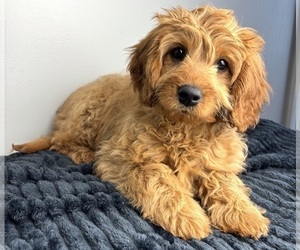 Cavalier King Charles Spaniel-Goldendoodle Mix Puppy for sale in INDIANAPOLIS, IN, USA