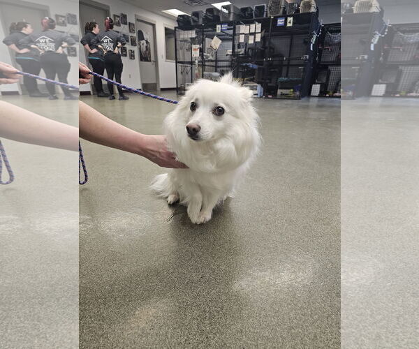 Medium Photo #2 American Eskimo Dog Puppy For Sale in Pikesville, MD, USA