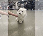Small #1 American Eskimo Dog